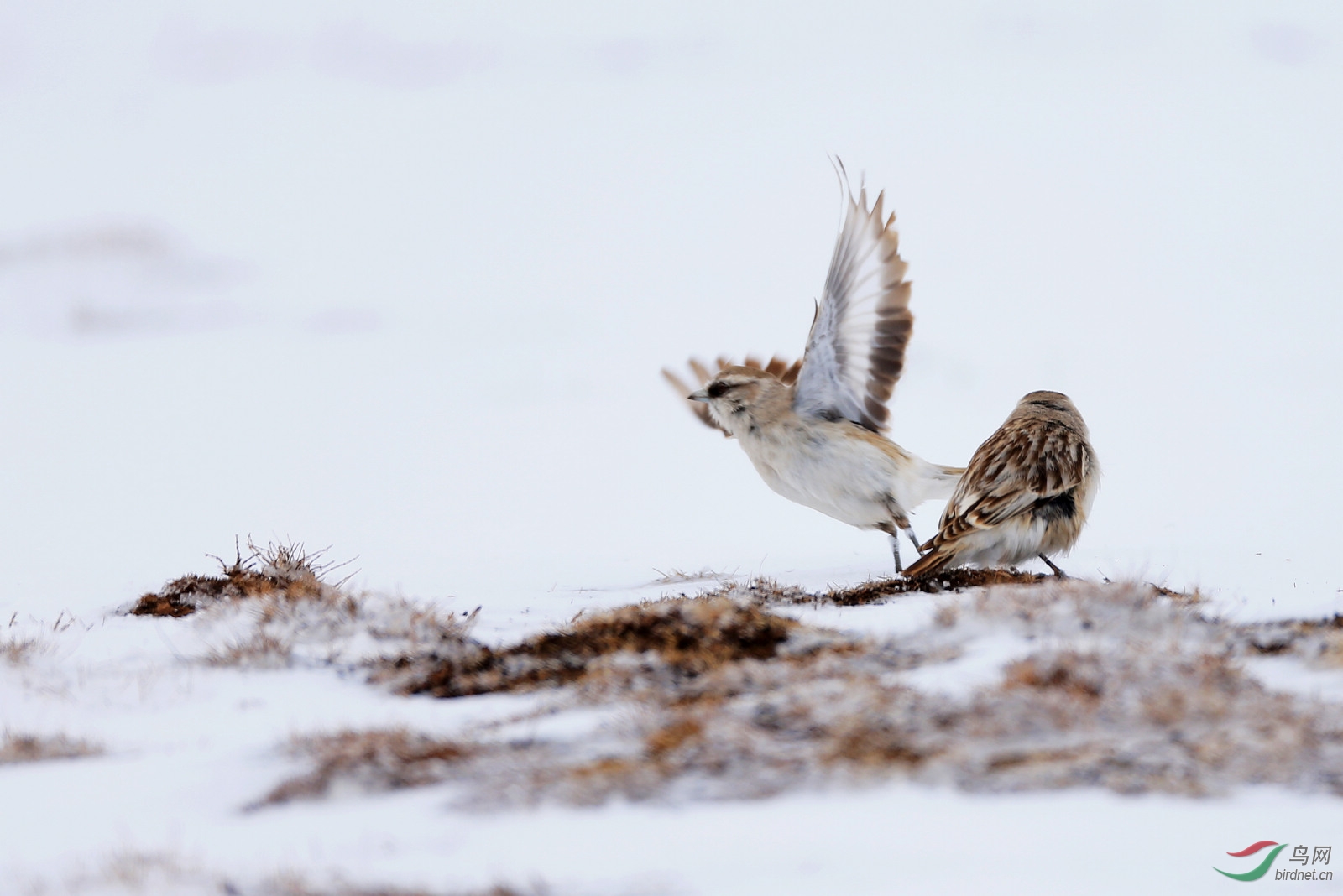 白腰雪雀雪地起飞图