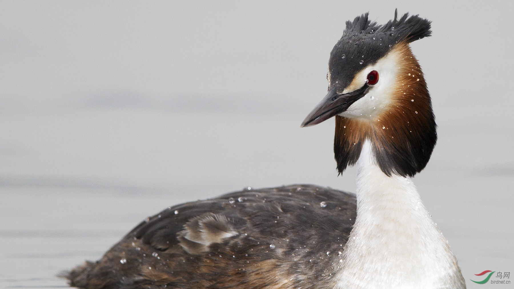 凤头䴙䴘大头照