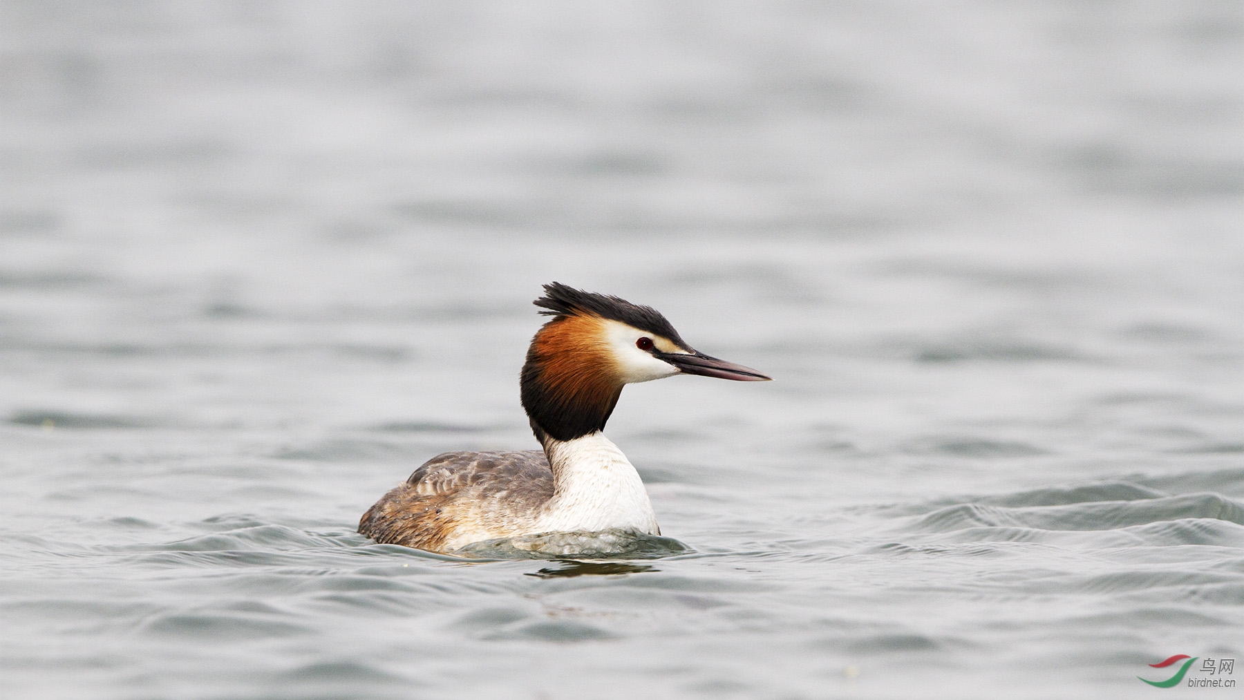 凤头䴙䴘大头照