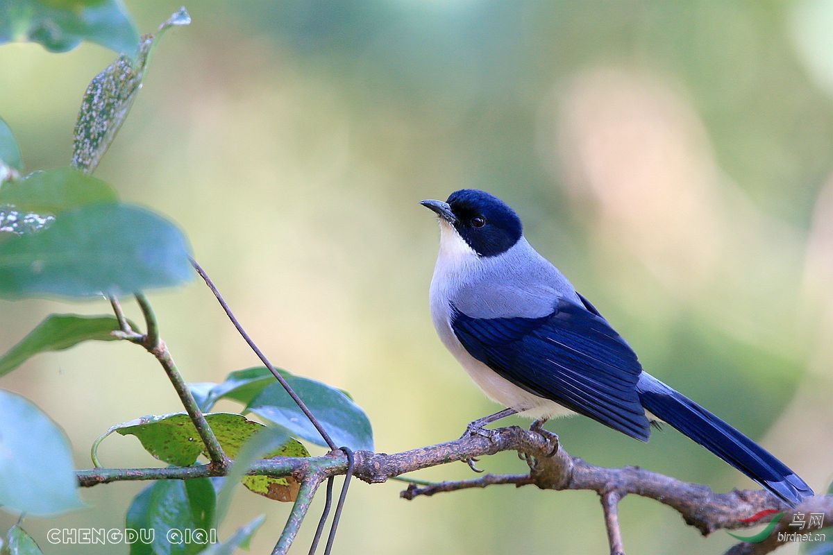 黑头奇鹛周日快乐