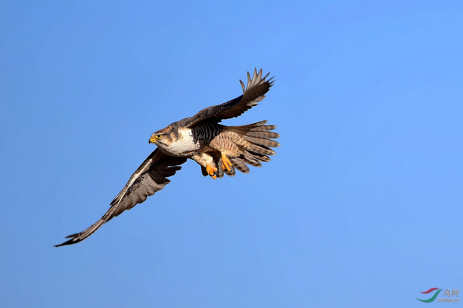 蒙古国鸟----猎隼