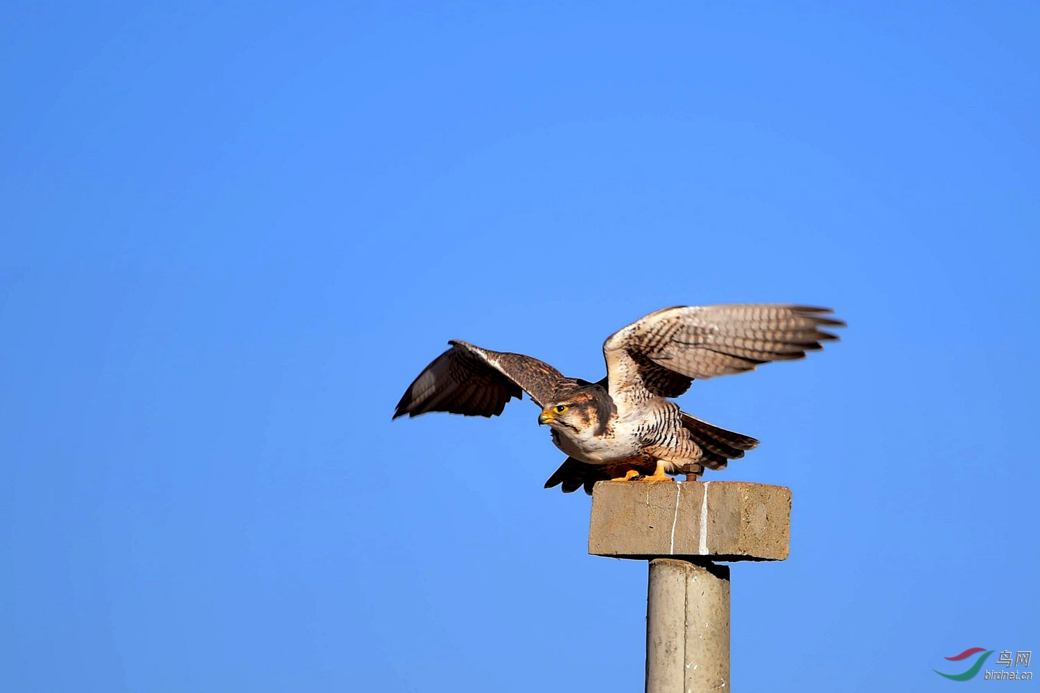 蒙古国鸟----猎隼