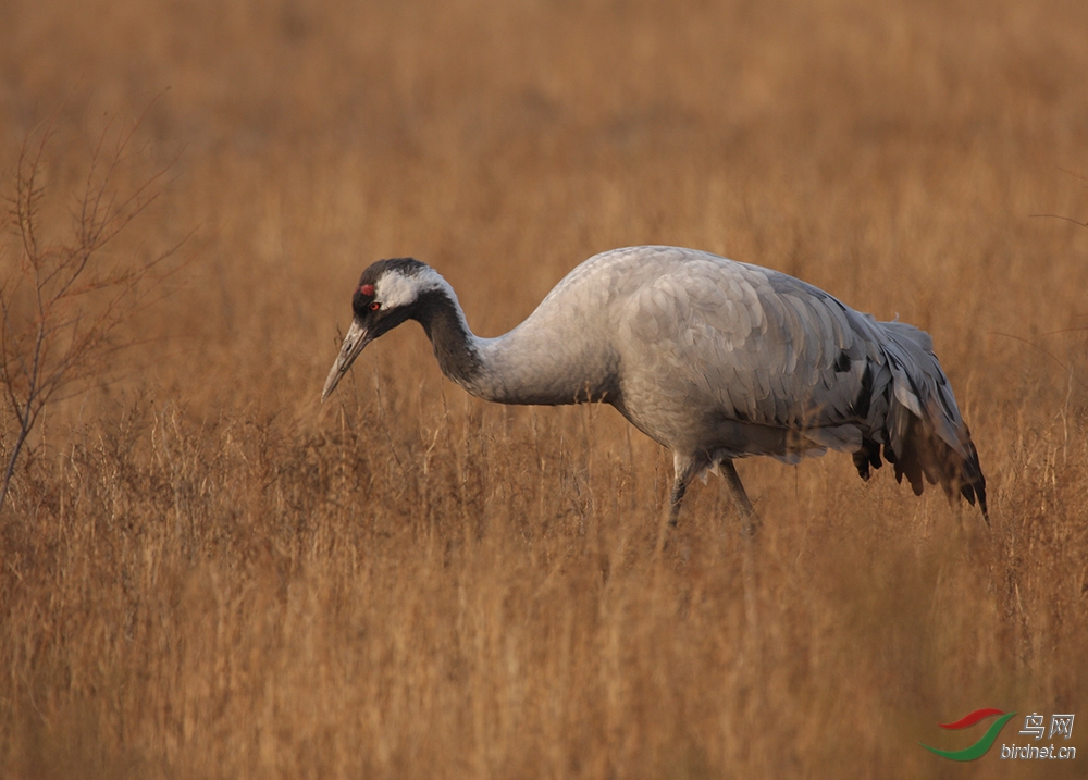 《近距离拍摄的黄河口野生灰鹤》