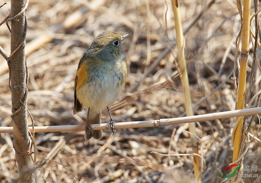 灌木丛中的红胁蓝尾mm
