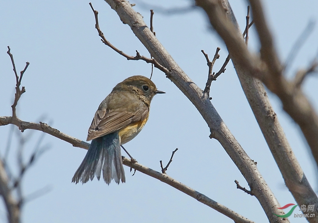 灌木丛中的红胁蓝尾mm