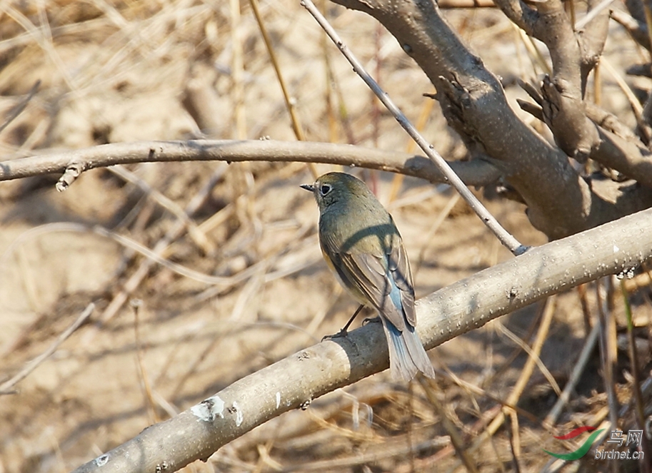 灌木丛中的红胁蓝尾mm
