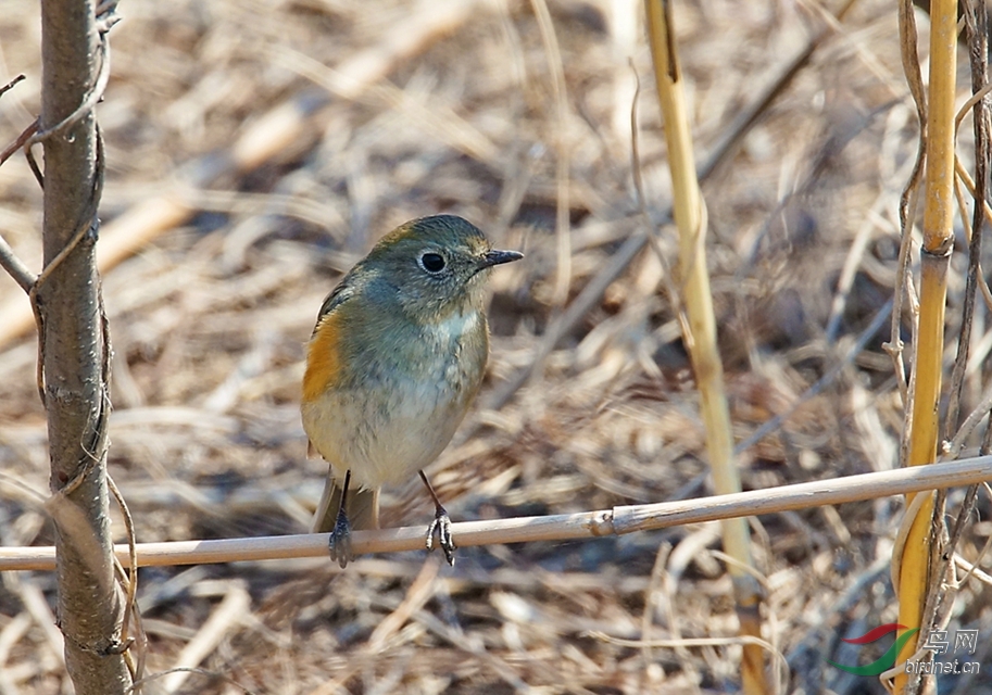 灌木丛中的红胁蓝尾mm