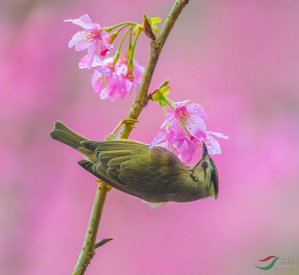 冠羽画眉褐头凤眉