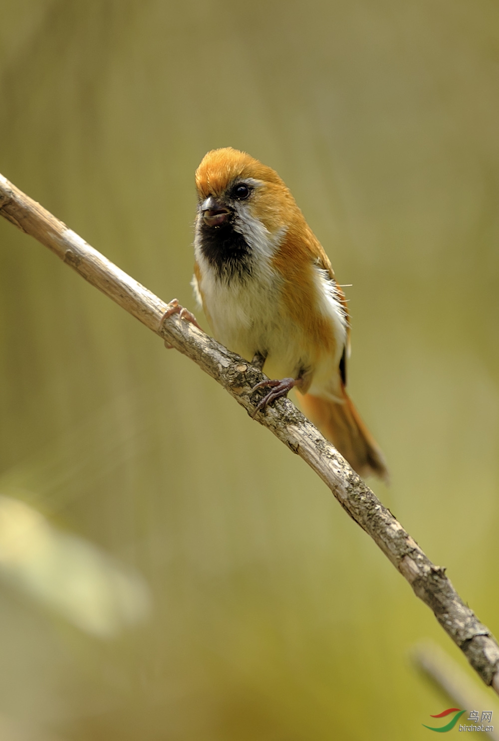 (金色鸦雀)2015年新拍金色鸦雀-贺图1荣获鸟网首页精华图片