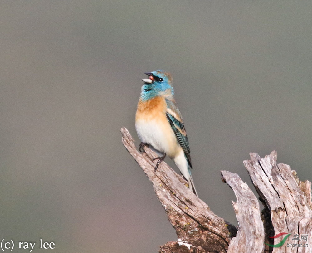 白腹蓝彩鹀 (lazuli bunting)