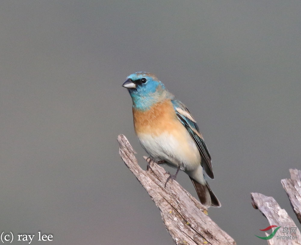 白腹蓝彩鹀 (lazuli bunting)