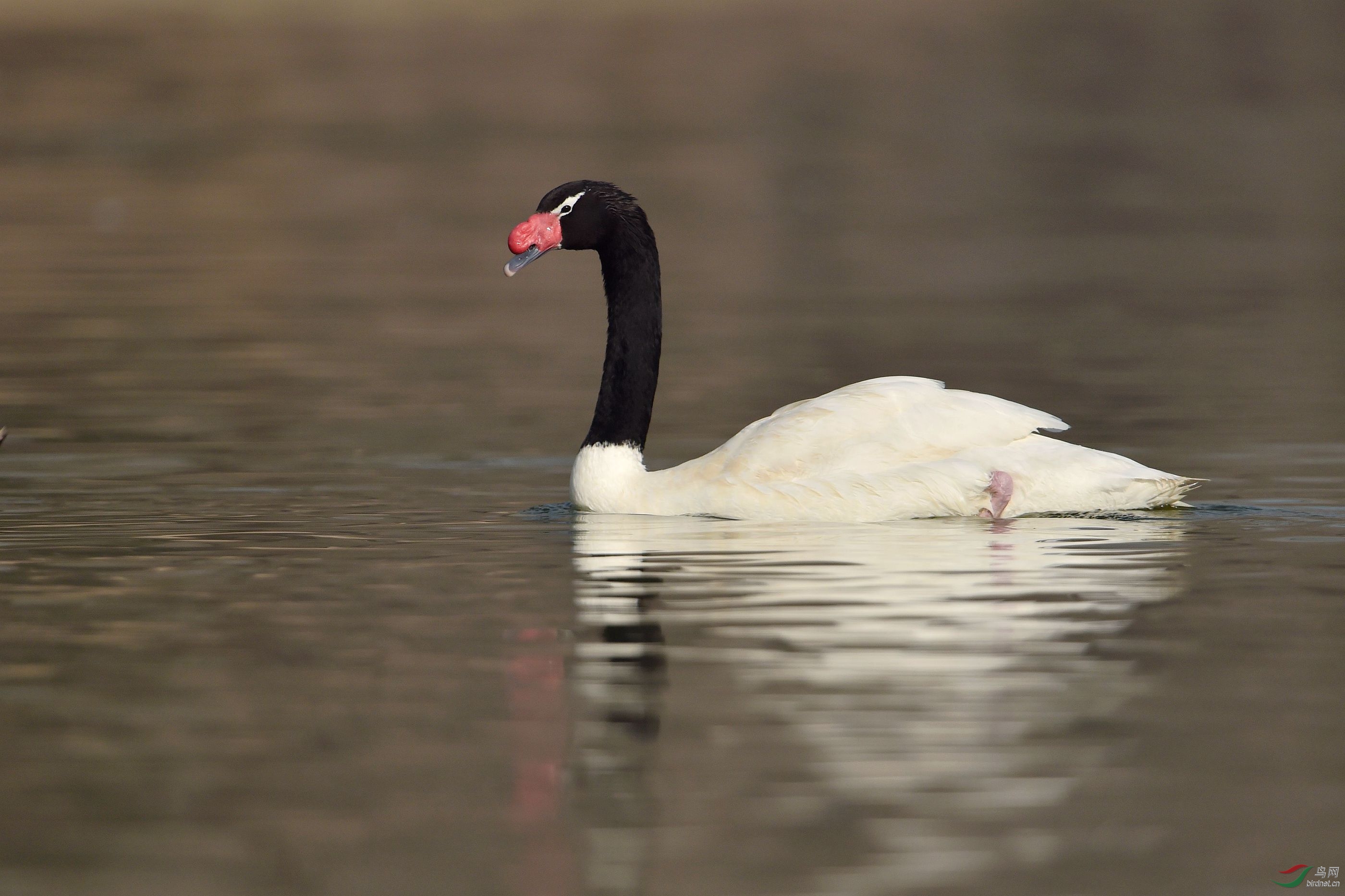 黑颈天鹅