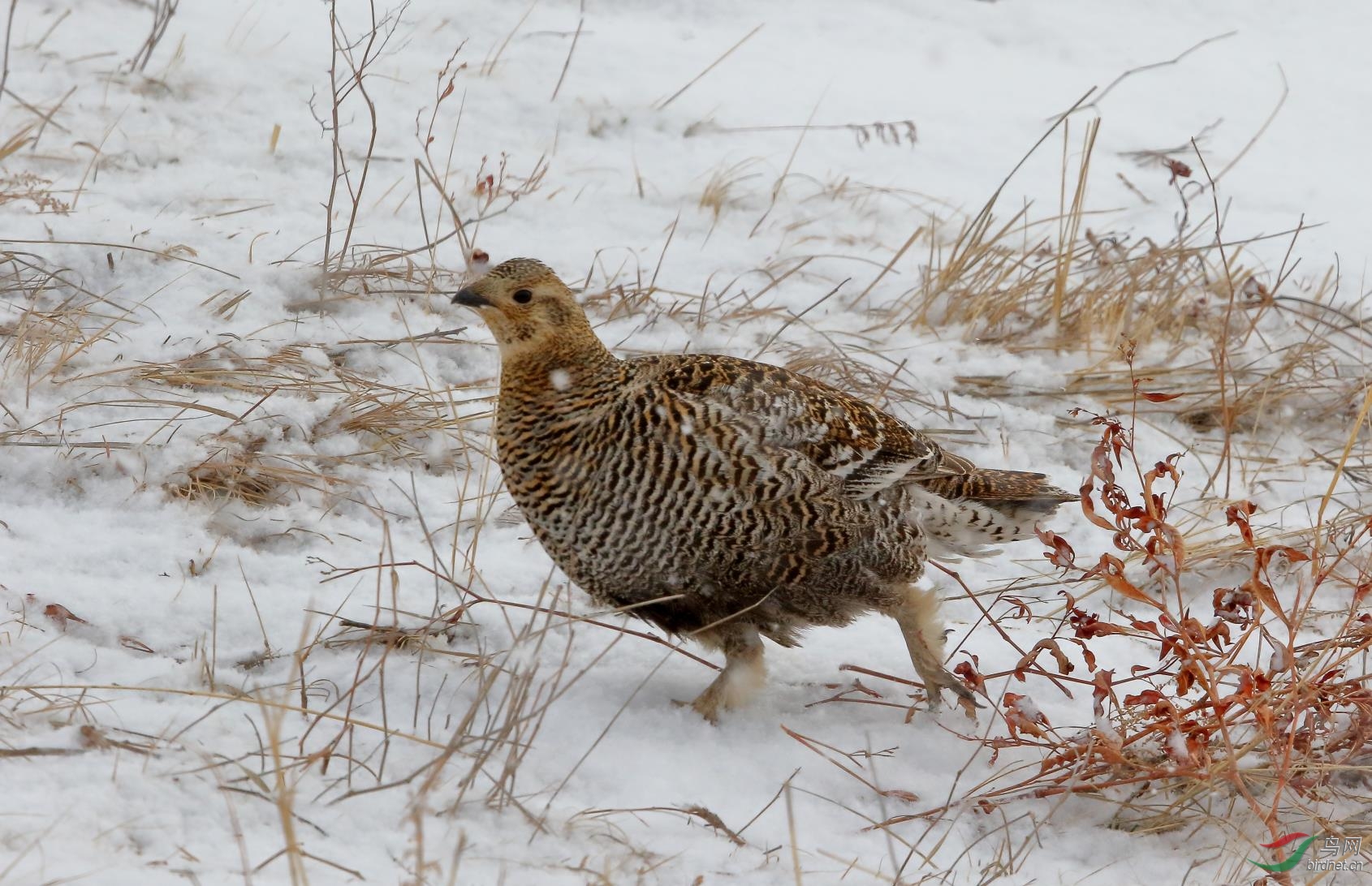 开始进入发情期的雌雄黑琴鸡