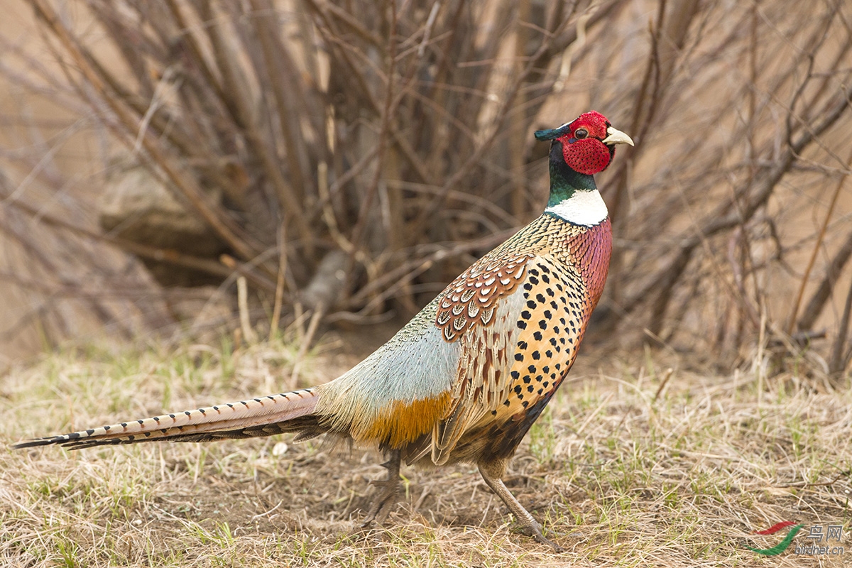 环颈雉夫妇双双出场