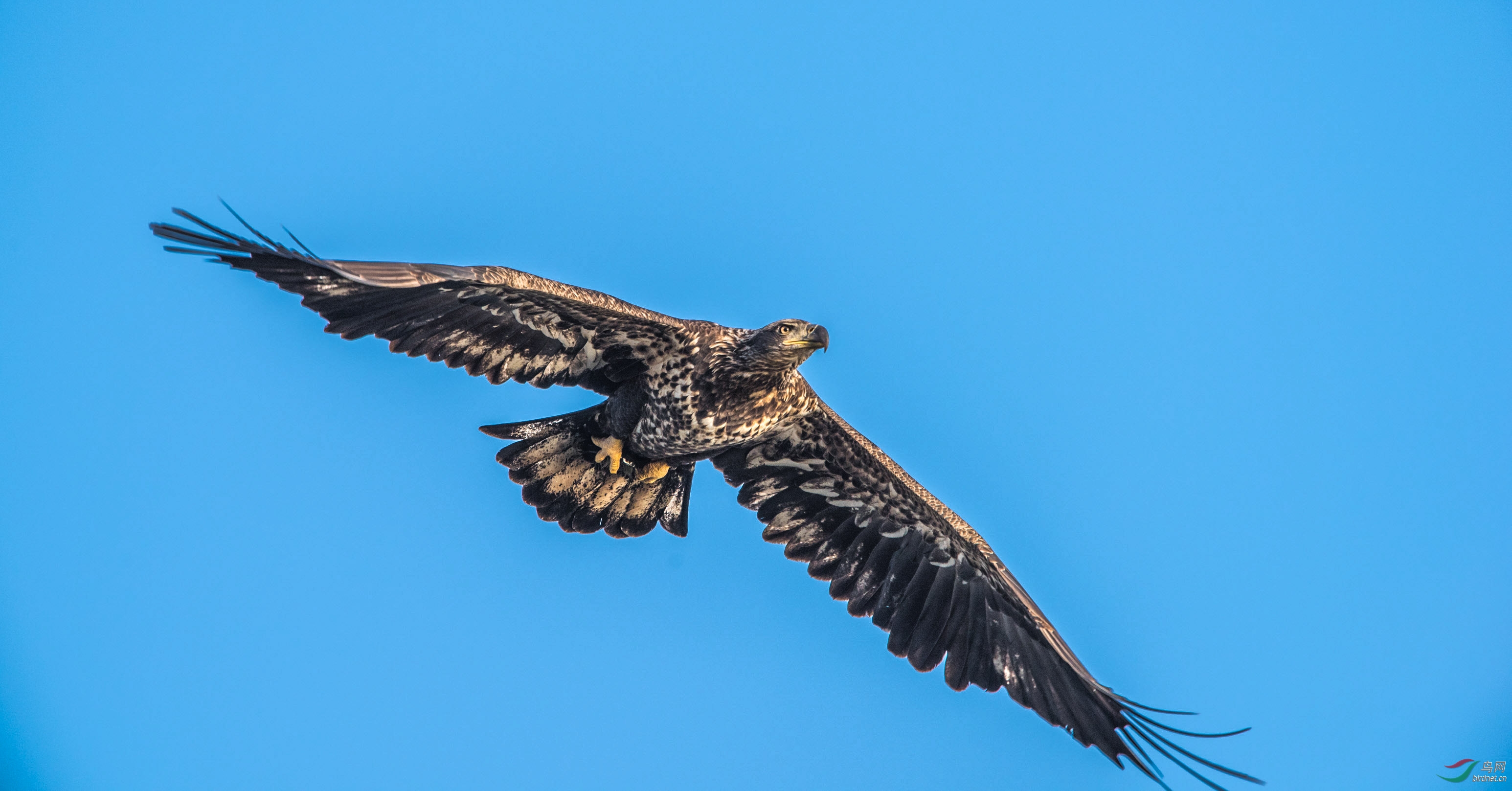 白头海雕美国著名白头海雕拍摄点掠影5雏凤清于老凤声