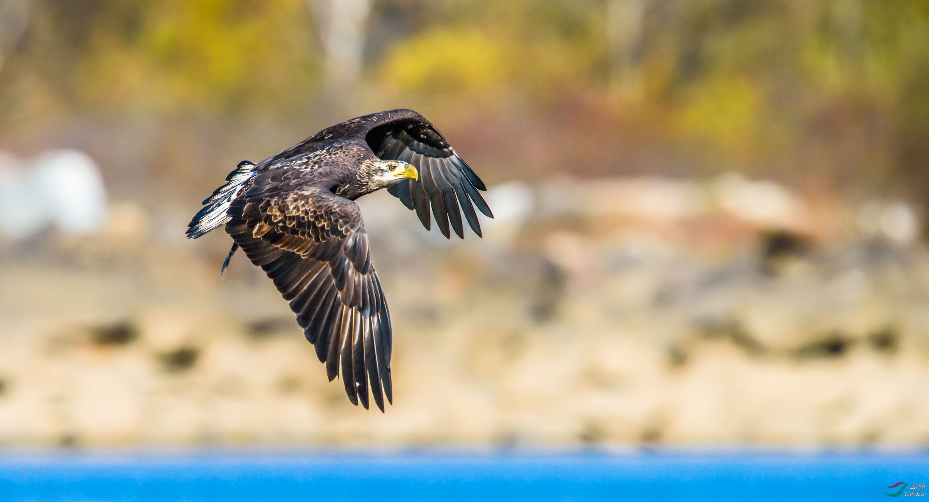 白头海雕美国著名白头海雕拍摄点掠影5雏凤清于老凤声