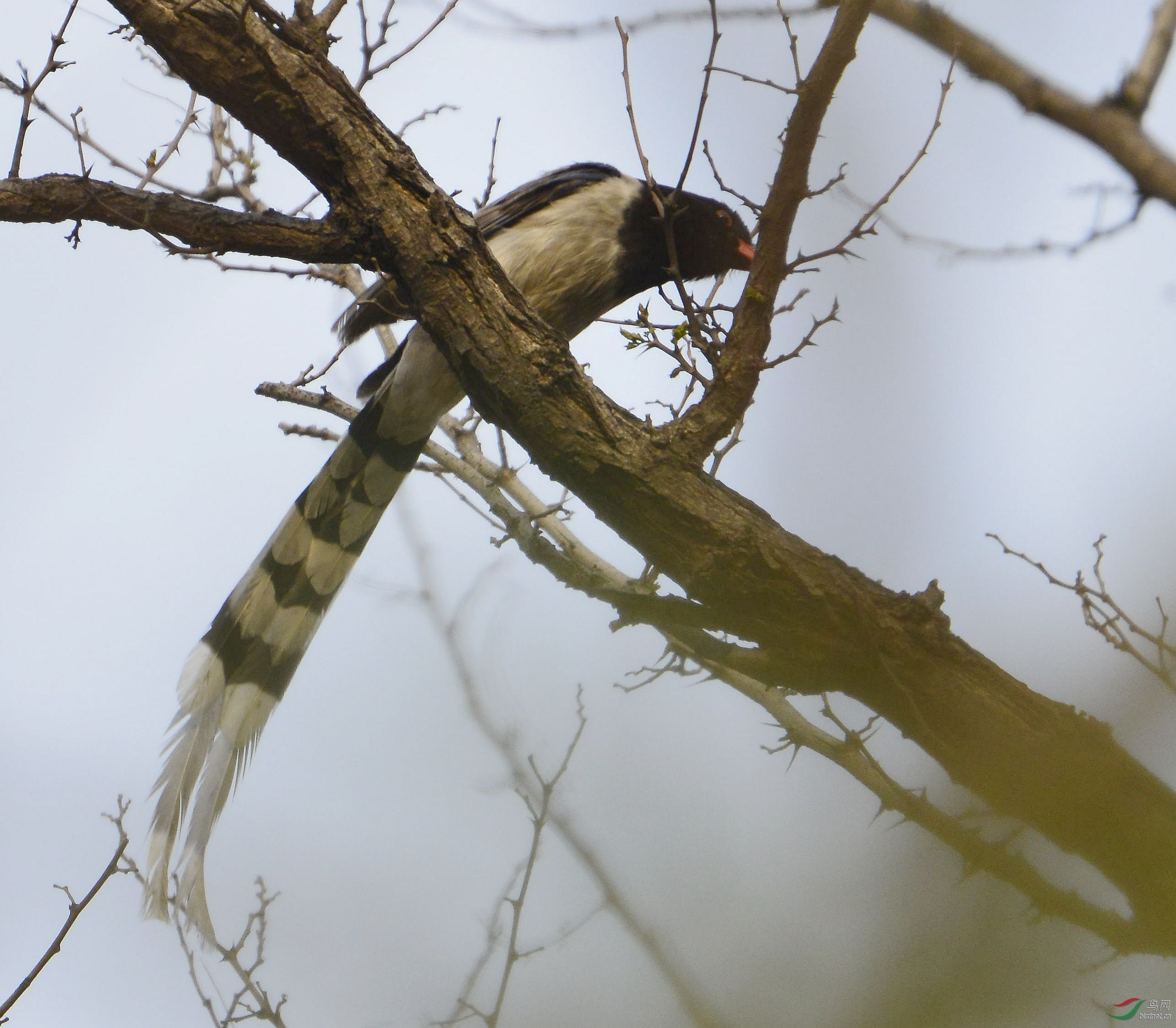 红嘴蓝鹊 - 辽宁版 liaoning鸟网