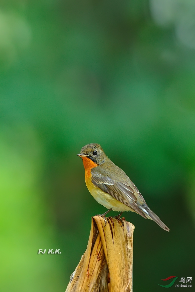 漂亮的鸲姬鹟mm
