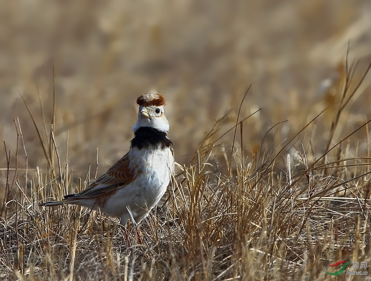 草原上的"蒙古王爷"——蒙古百灵