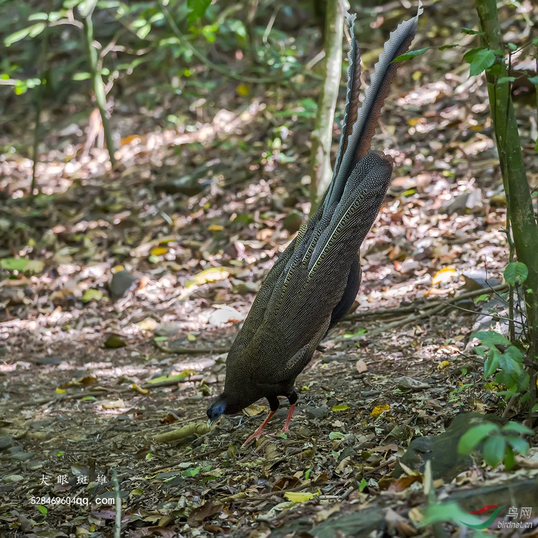 大眼斑雉求偶期的大眼斑雉