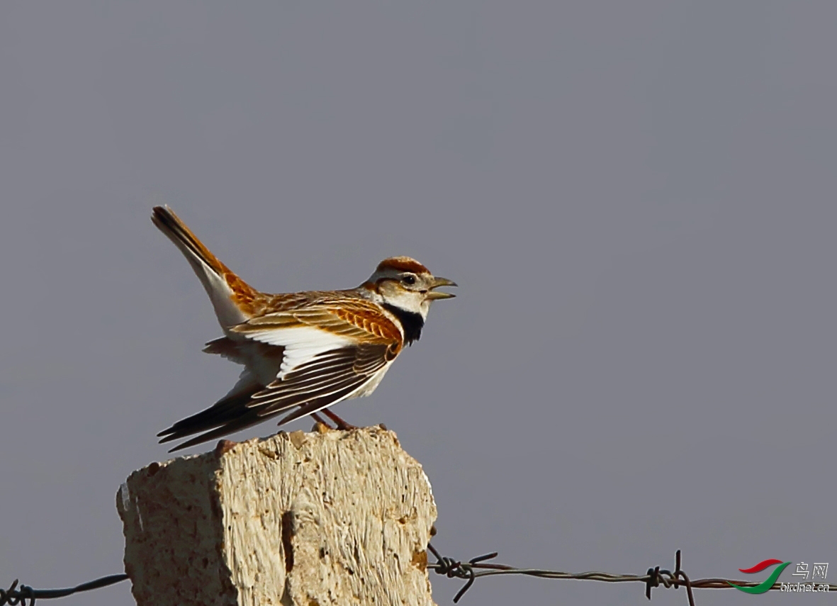 草原上的"蒙古王爷"——蒙古百灵