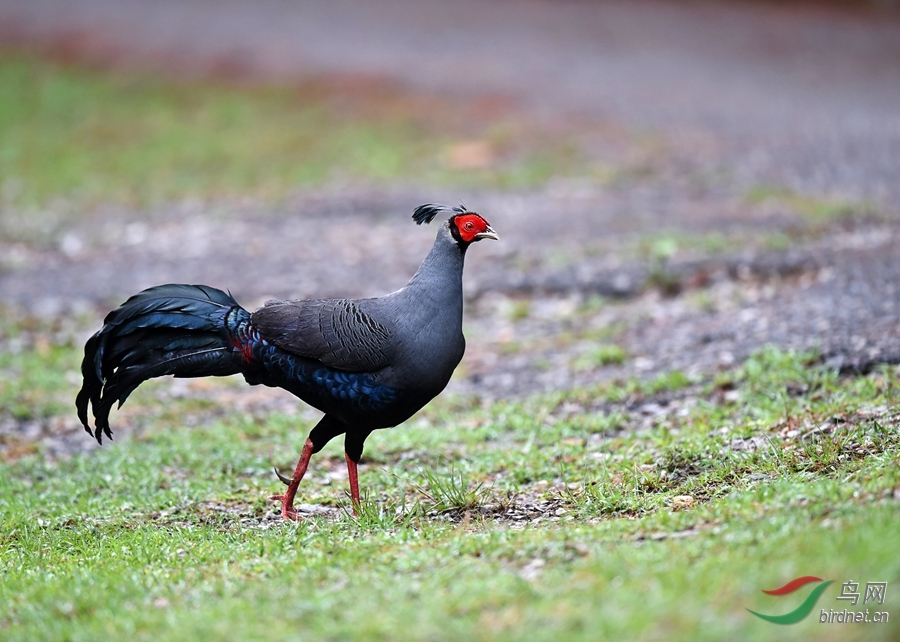 火背鹇—泰国国鸟