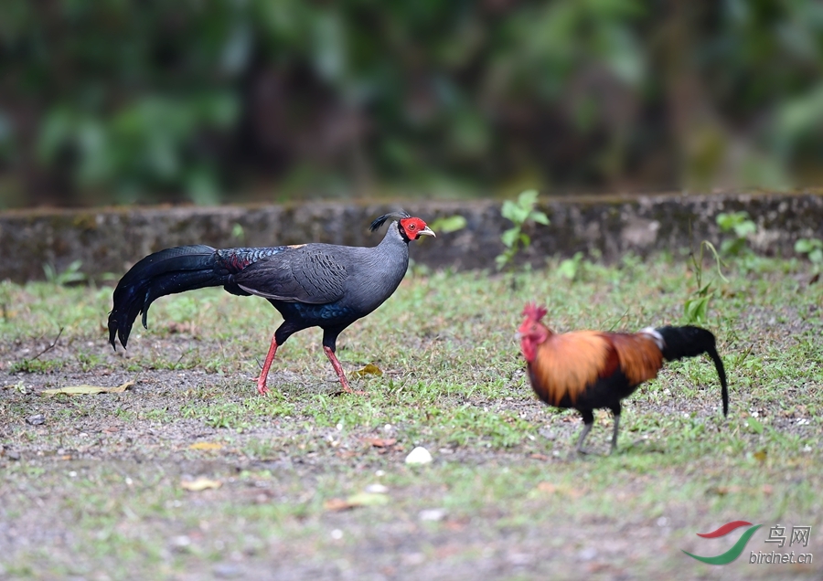 火背鹇—泰国国鸟