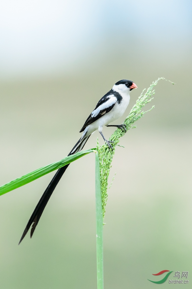 针尾维达雀pintailedwhydah针尾维达鸟针尾寡妇鸟