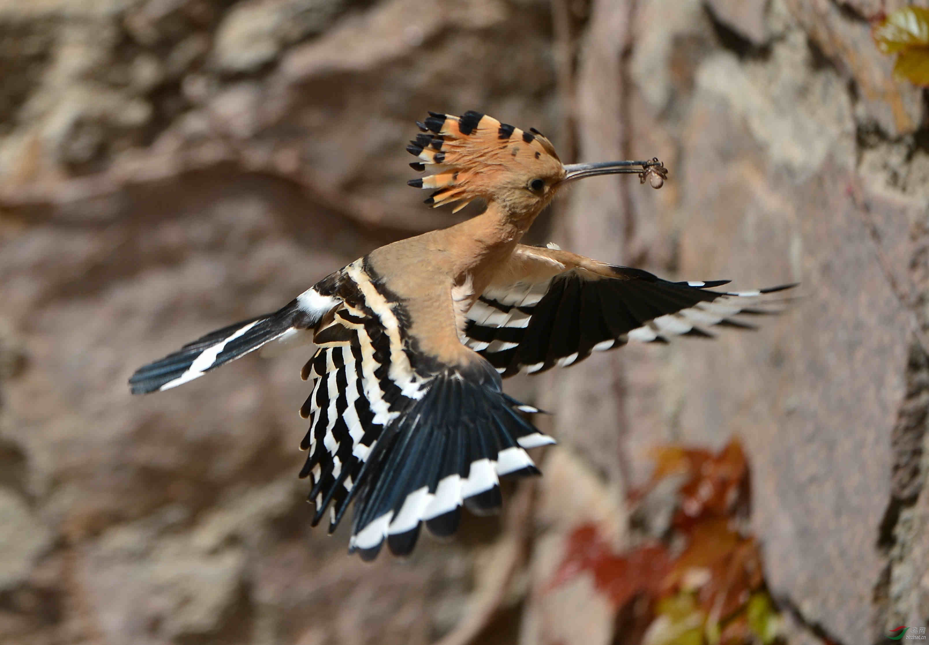 戴胜飞姿 - 林鸟版 forest birds 鸟网
