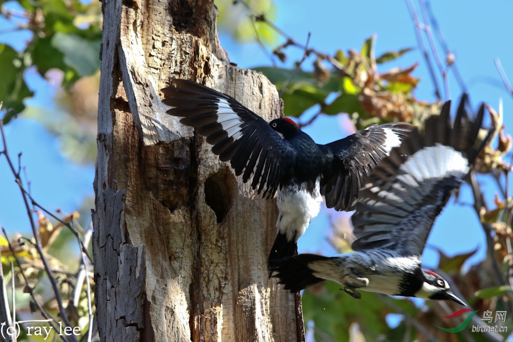 橡子啄木鸟acornwoodpecker