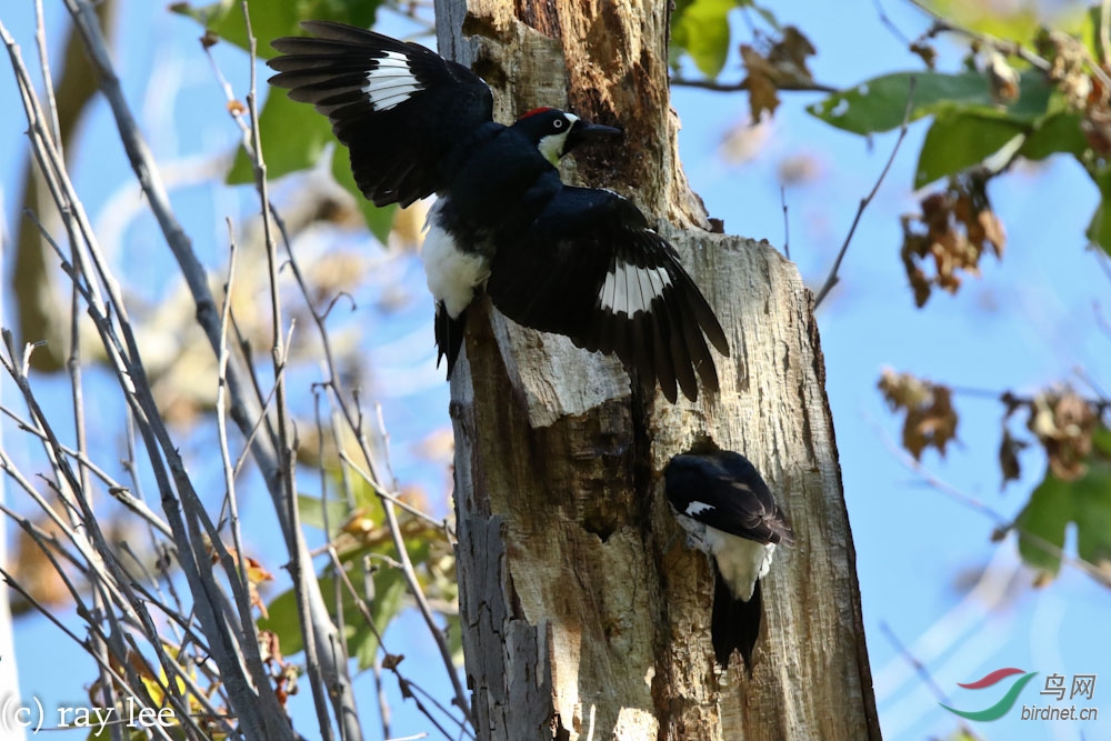 橡子啄木鸟acornwoodpecker