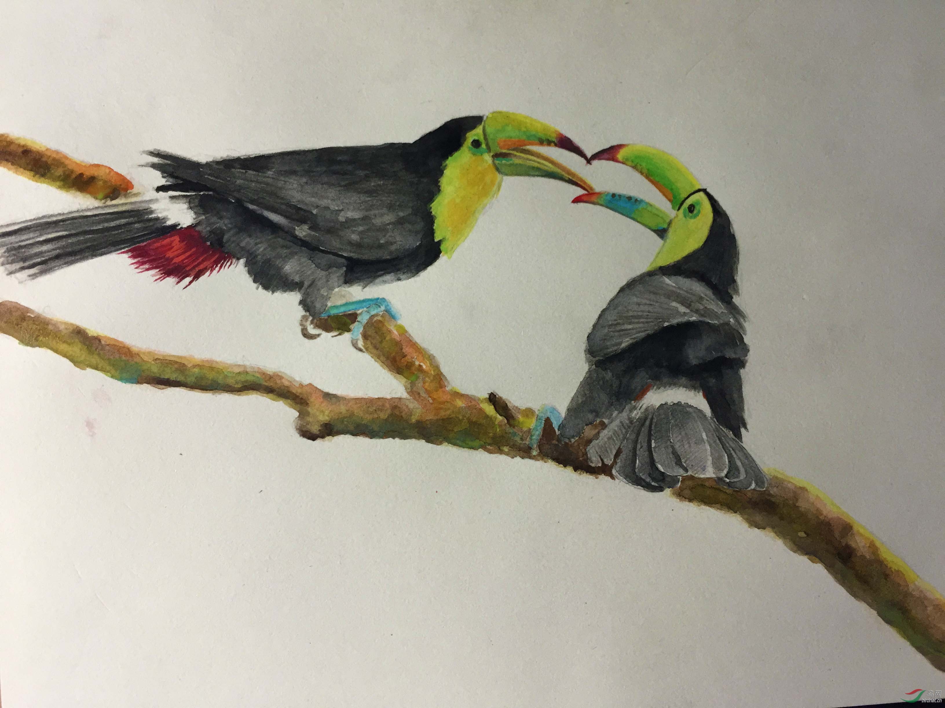 手绘厚嘴巨嘴鸟