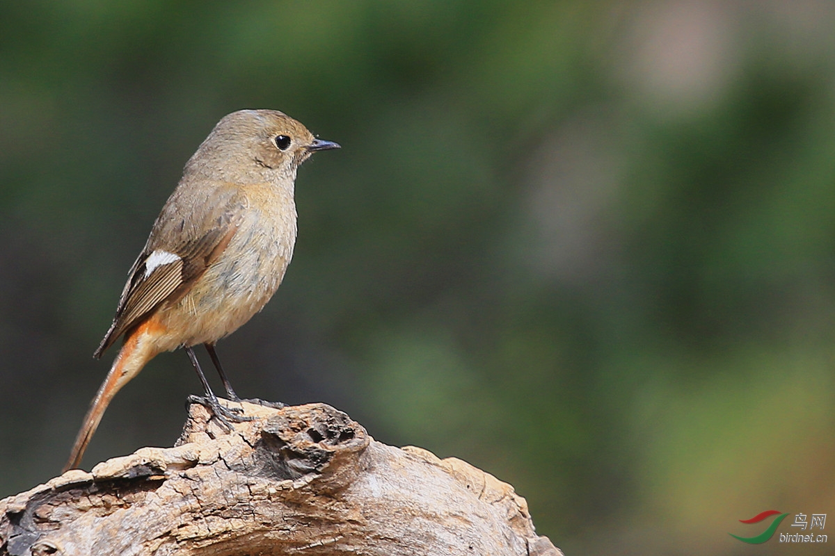 北红尾鸲(雌鸟)