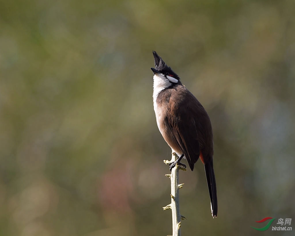 高髻冠 - 观鸟拍鸟之旅 bird trip reports 鸟网