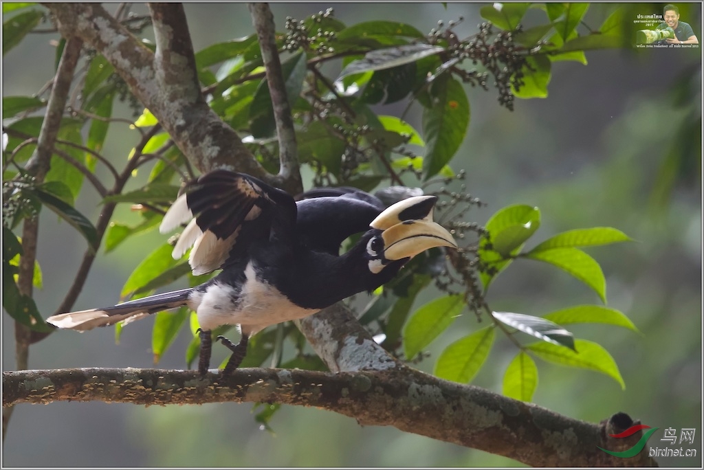 Oriental Pied Hornbill