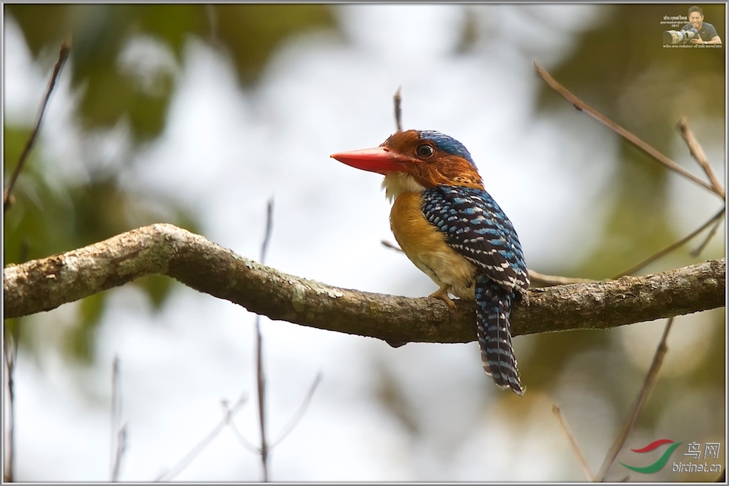 Banded Kingfisher (Male)