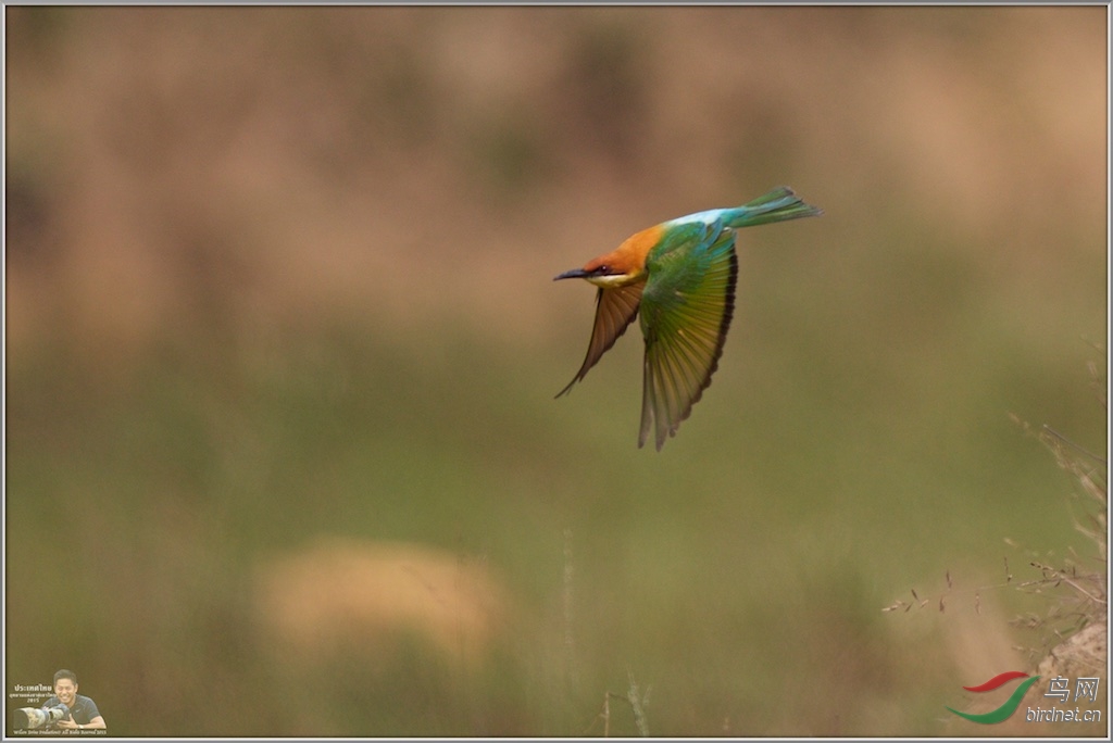 Chestnut-Headed Bee-Eater