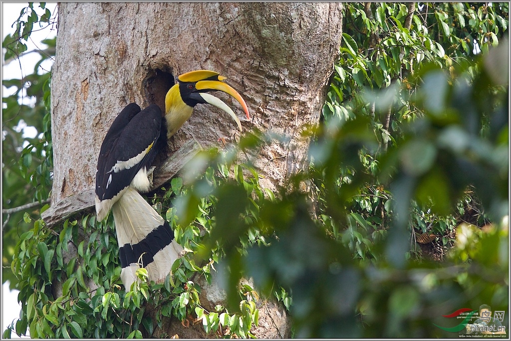 Great Hornbill