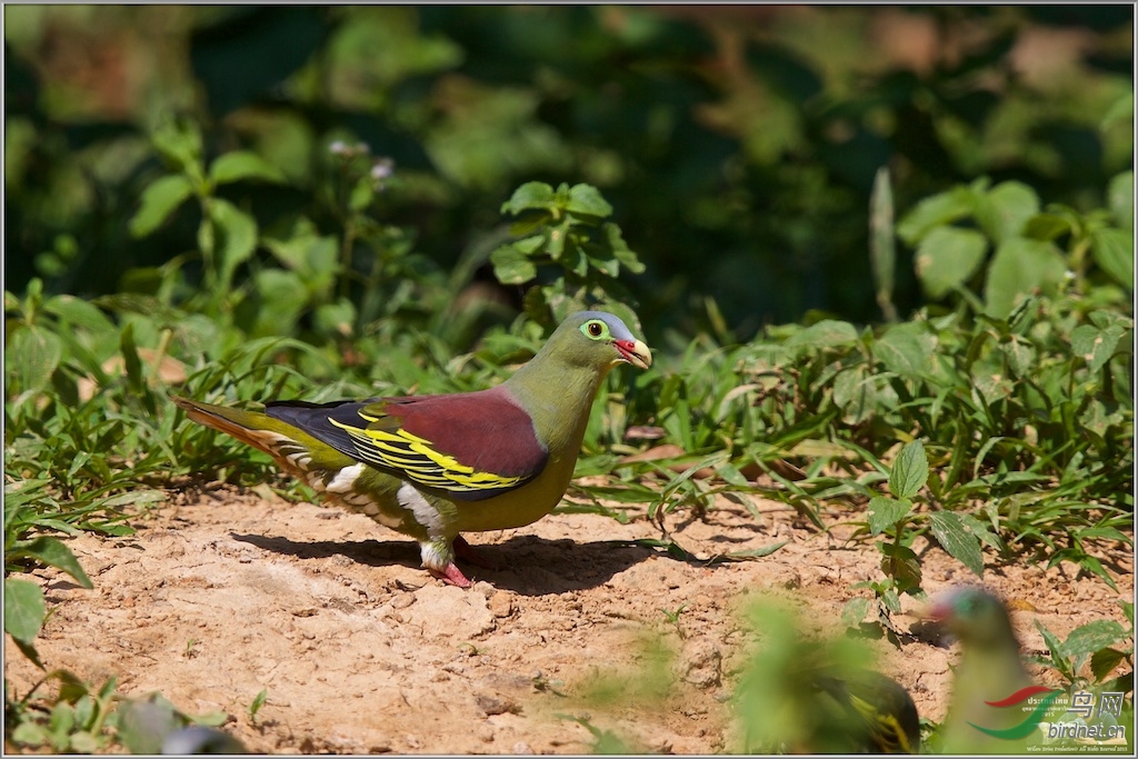 Thick-Billed Green Pigeon