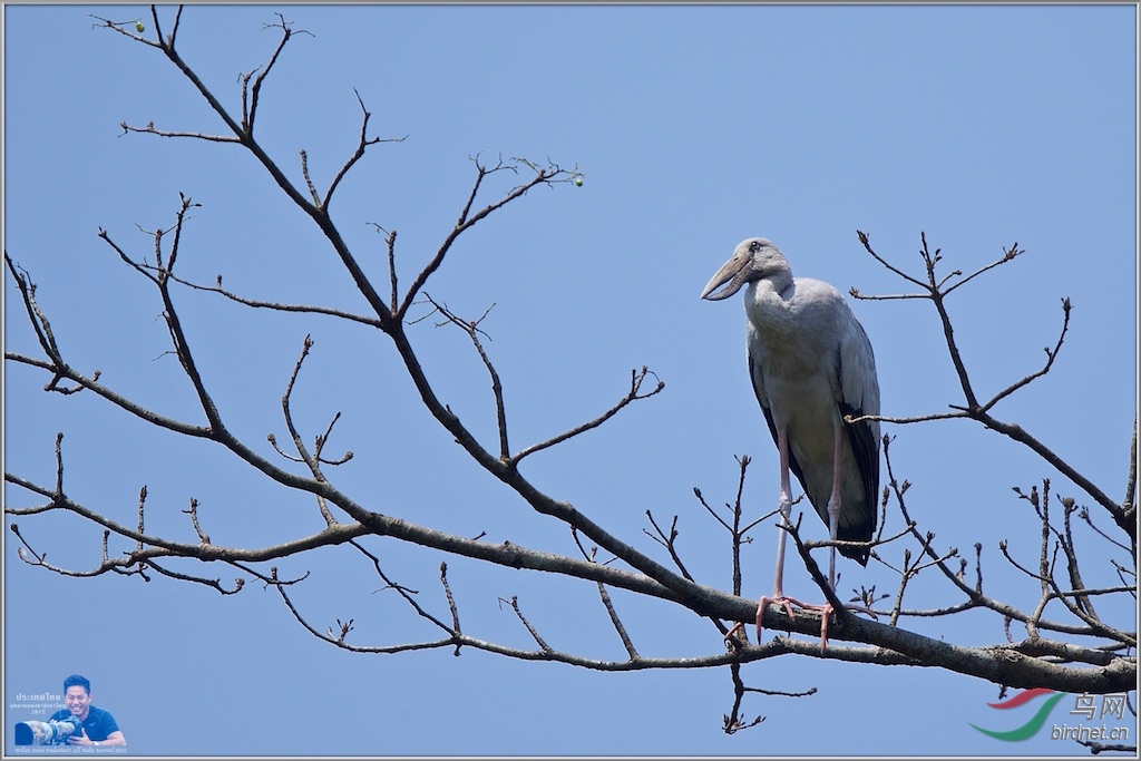 Asian Openbill