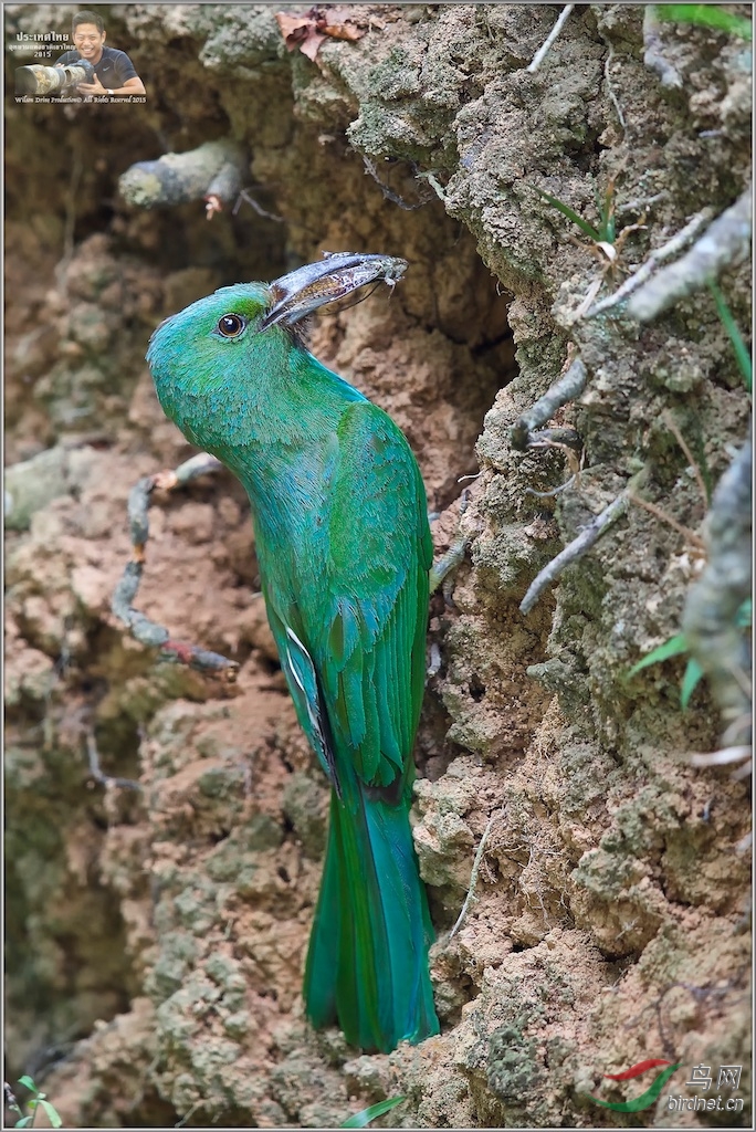 Blue-Bearded Bee-Eater
