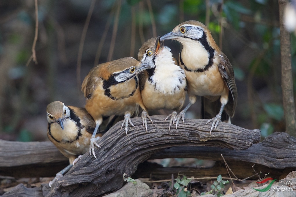 Greater Necklaced Laughingthrush