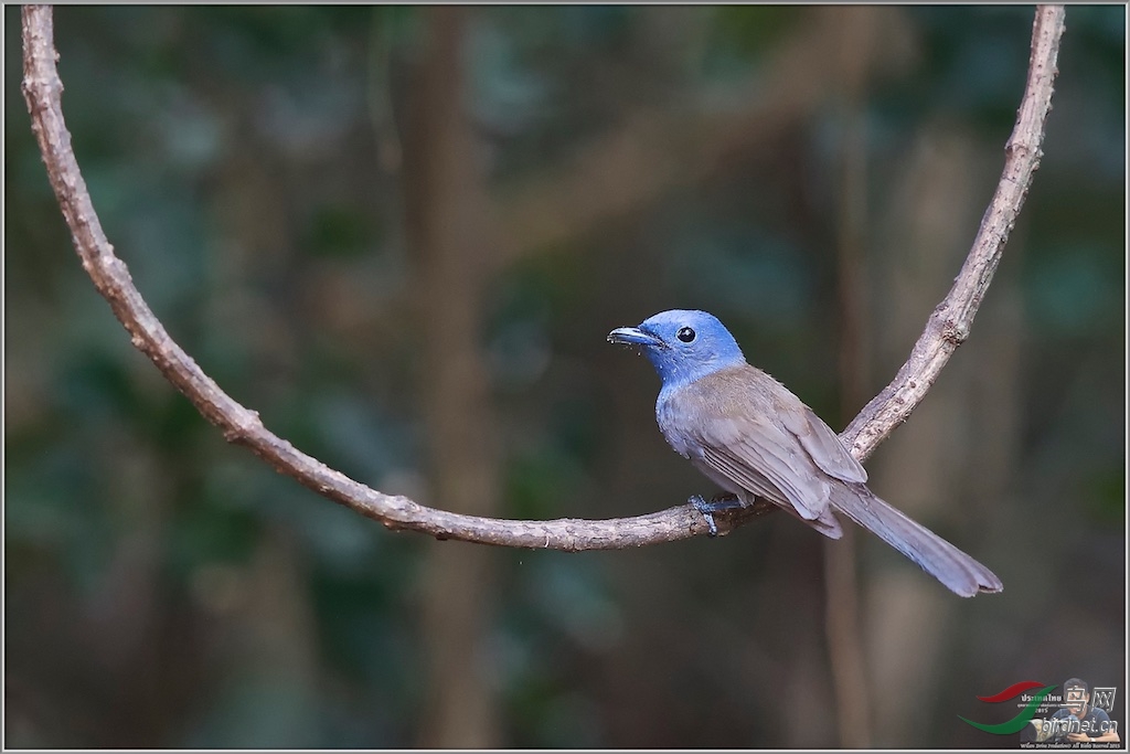 Black-Naped Monarch (Female)