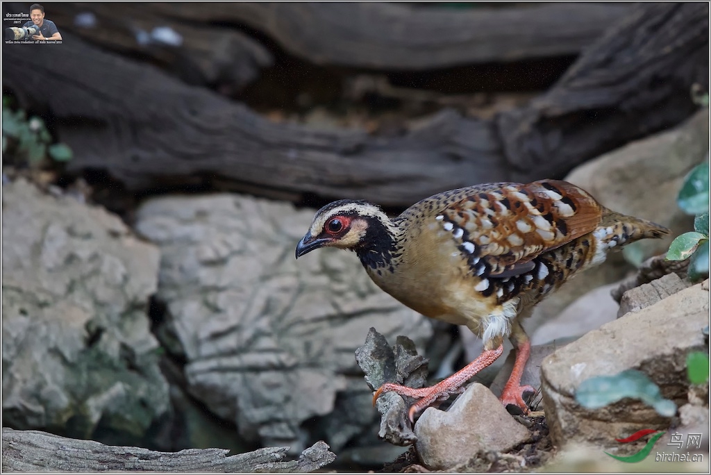 Bar-Backed Partridge