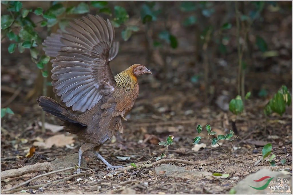 Red Jungle Fowl