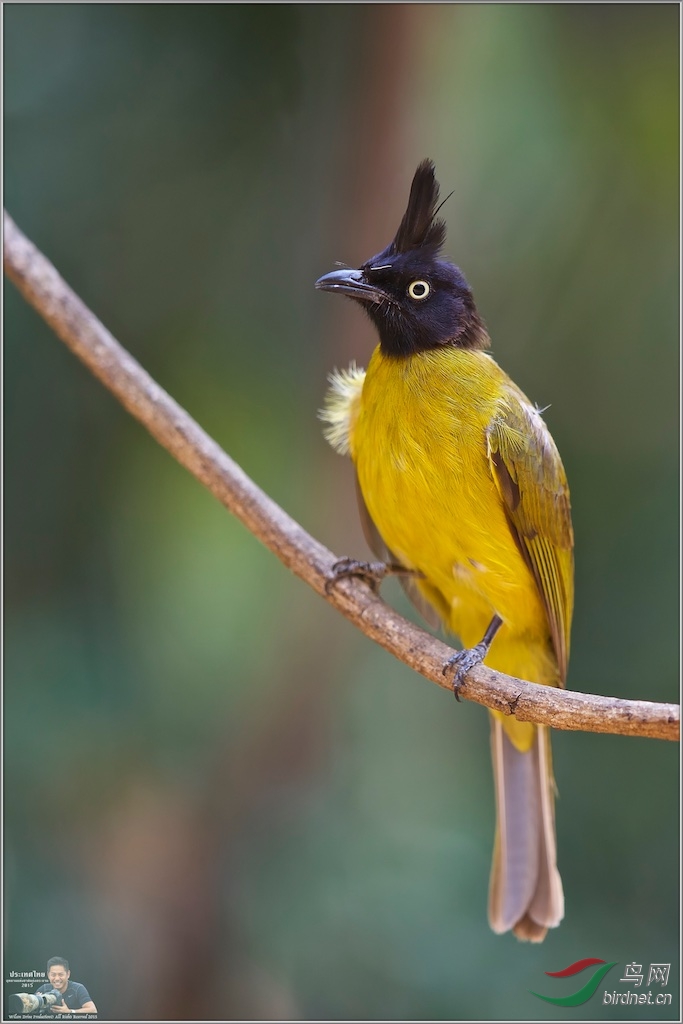 Black-Crested Bulbul