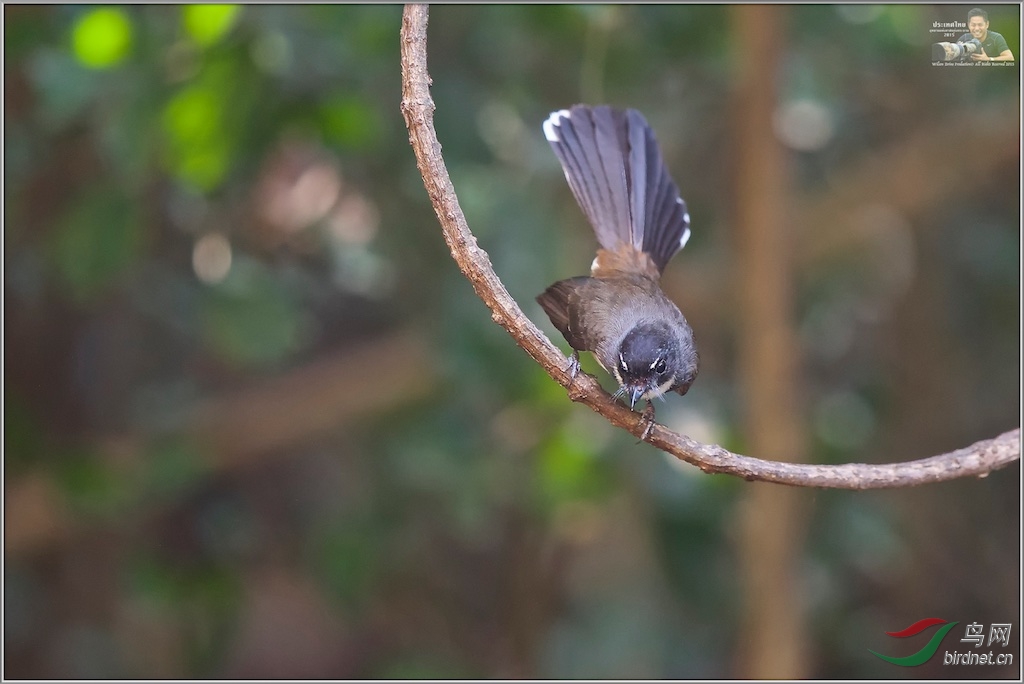 Pied Fantail