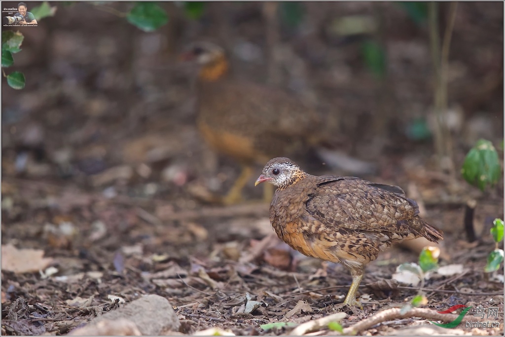 Scaly-Breasted Partridge