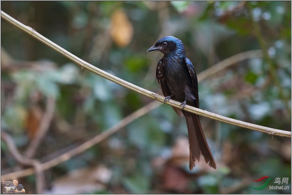 Bronze Drongo