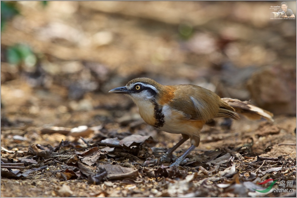 Lesser Necklace Laughingthrush